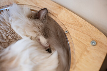 cat lying on scratching post in living room at home, grey ragdoll longhaired kitten lying in pet...