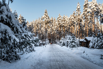 Obraz premium A distant view of a family walking in the forest on a beautiful winter day