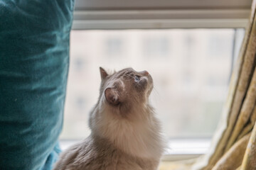 The ragdooll grey curious cat which looks at outside from a window,green curtain