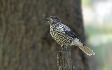A beautiful Kashmir Nutcracker