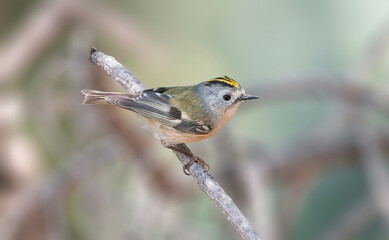 A beautiful Goldcrest sitting in a perch..