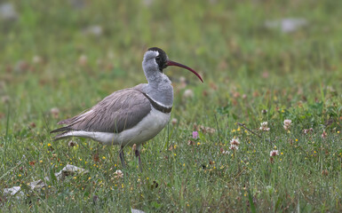 Ibisbill - Expertly camouflaged amongst the fast-moving rocky rivers and streams