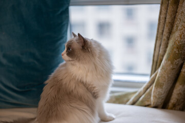 The ragdooll grey curious cat which looks at outside from a window,green curtain