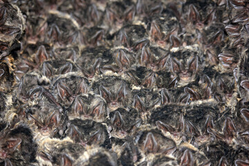 The western barbastelle (Barbastella barbastellus), barbastelle or barbastelle bat