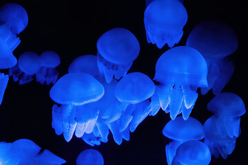 Obraz premium Several glowing blue jellyfish swim gracefully through an aquarium. Their translucent bodies illuminate the dark water, mesmerizing spectacle