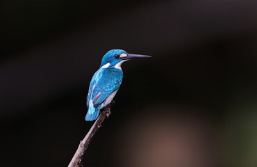 Cerulean Kingfisher - A tiny sky-blue kingfisher with a snowy-white throat, belly, and facial patches.