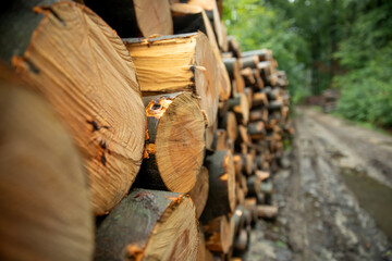 wycinka drzew w lesie, ścięte drzewa, firewood, © meegi