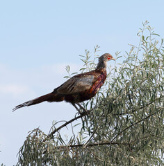 Pheasant bird in the wild sits on a tree branch against the sky.