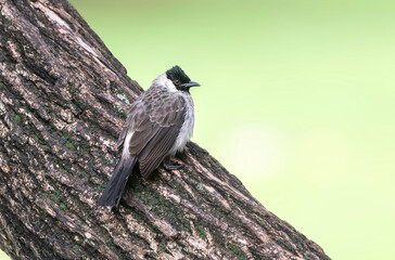 Sooty-headed Bulbul perching in a tree trunk.