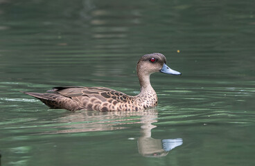Sunda Teal - A small, dull, brown duck with ruby-red eyes.