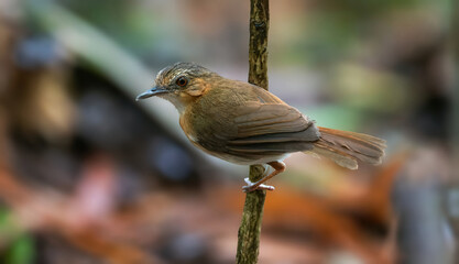 Temminck's Babbler - A small, rather drab babbler of lowland and foothill forests.