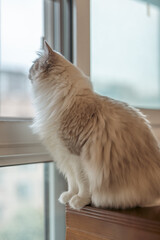 cute fluffy grey ragdoll cat with blue eyes, sitting on a window sill and watching through the...