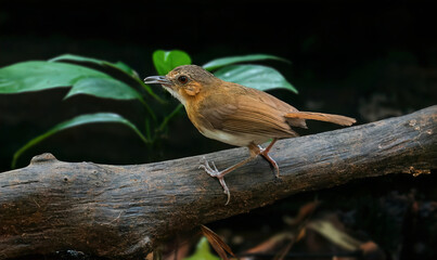 Temminck's Babbler - A small, rather drab babbler of lowland and foothill forests.