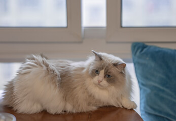 cute fluffy grey ragdoll cat with blue eyes, sitting on a window sill and watching through the...