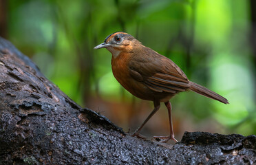 Javan Black-capped Babbler - A Chunky, thickset brown babbler with a dark crown, an orange breast, and a bright white throat.