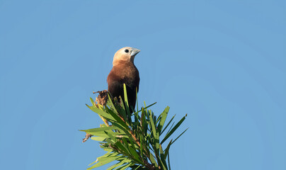White-headed Munia -  Striking small, chunky songbird with pale head, rich cinnamon-brown body, and...