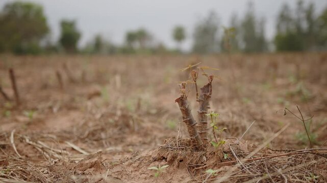Cassava plantation, agriculture field, green and harvested plant on a cloudy day