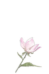 Fototapeta premium A single pink flower, drawn in a watercolor style, with delicate petals and a soft, gentle beauty.