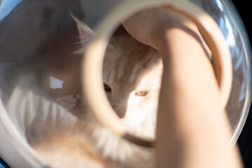 owner comforts cat, Cat in a cat carrier near the owner on a back seat of modern car. Comfortable travel with pets using pet carrier, Maine Coon cat off to the vets in transport box or pet carrier