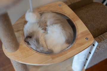 cat lying on scratching post in living room at home, grey ragdoll longhaired kitten lying in pet...