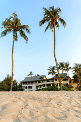beach with palm trees