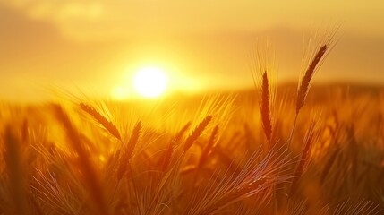 Naklejka premium Golden Sunset Over a Wheat Field - Summer Landscape Photography