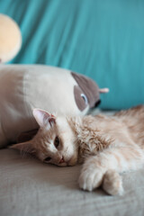 Playful Kitten and a stuffed animal bear lying on a linen sofa