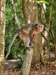 Monkey sitting on the tree