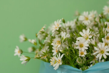 spring flowers on a light green background. Postcard with a delicate bouquet of daisies. White flowers with small petals. High quality photo