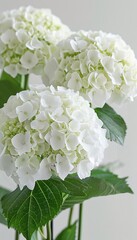 Elegant Simplicity A Close-Up of Pristine White Hydrangea Blossoms Against a Neutral Background