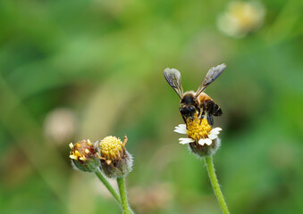 An ASEAN bee pollinated on beautiful tiny yellow flowers with white petal.