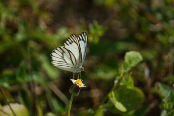 Beautiful and colorful butterfly wingspan on tiny flowers with green leaves as a background.