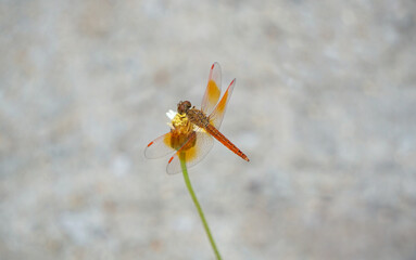 Beautiful orange dragonfly with transparent wing on the tiny flowers with green stem.