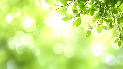 Fototapeta premium Green Leaves Branch With Bokeh Background Sunlight Shining Through Nature Photography