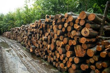 wycinka drzew w lesie, ścięte drzewa, firewood, © meegi