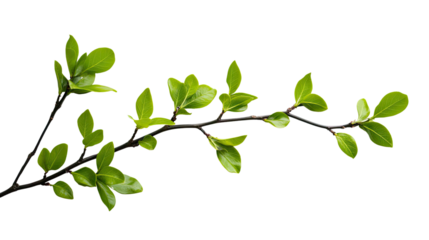green twig on a white transparent background