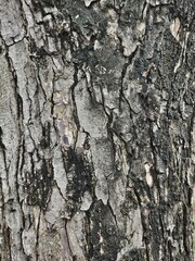 Brown wood board background or texture