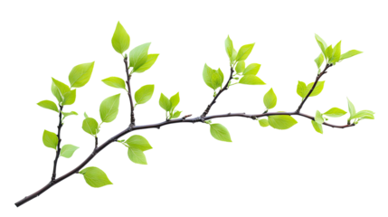 green twig on a white transparent background