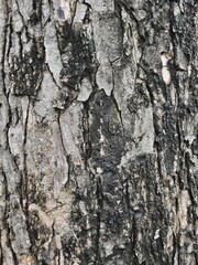 Brown wood board background or texture