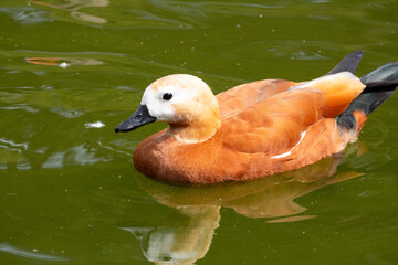 duck, bird, water, nature, wildlife, lake, animal, pond, swimming, wild, 