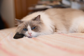 Obraz premium A lazy fat grey ragdoll cat is lying asleep on the sofa with a remote control from the TV