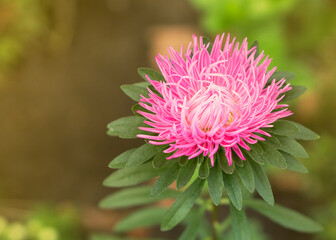 Aster flower in the garden