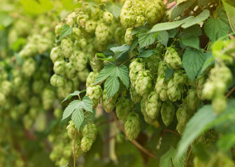 Hop cones and leaves. Raw materials for brewing 2