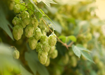 Hop cones and leaves. Raw materials for brewing