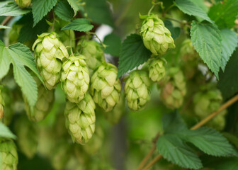 Hop cones and leaves. Raw materials for brewing 3