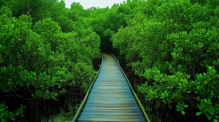 Obraz premium Wooden bridge walkway in the middle of a mangrove forest
