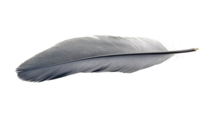 feather on a white transparent background