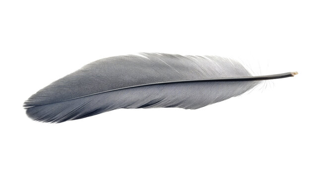 Fototapeta feather on a white transparent background