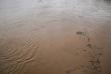 Wood debris flowing in Odra river dirty water during flood. Poland