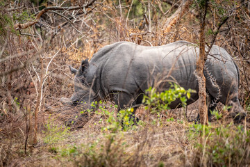 Fototapeta premium Rhinoceros in the bushes in Akagera National Park, Rwanda